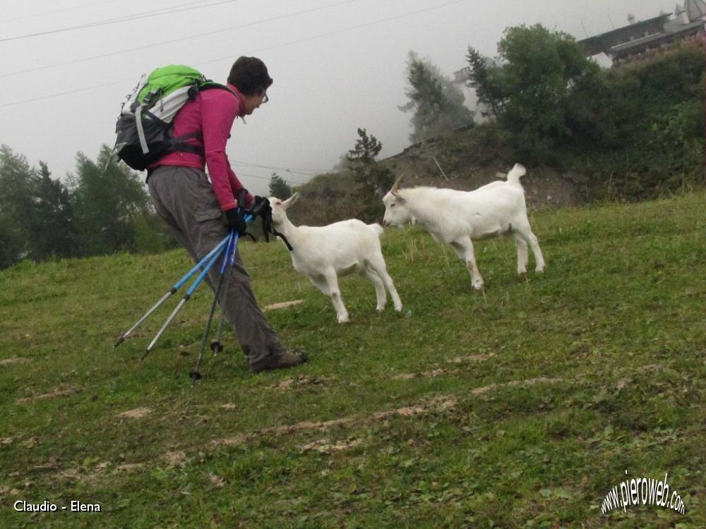 24 Amicizia con le caprette.JPG